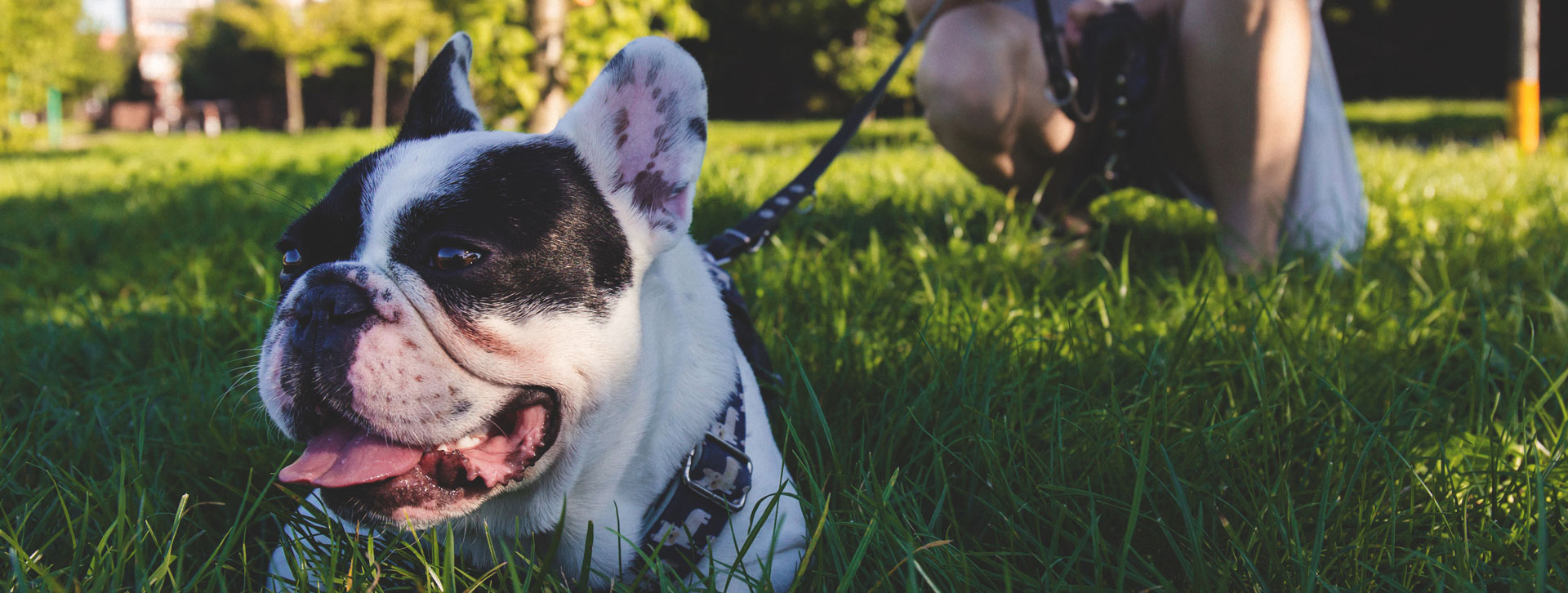 dog on leash