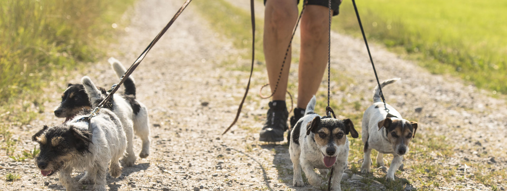 dog on leash