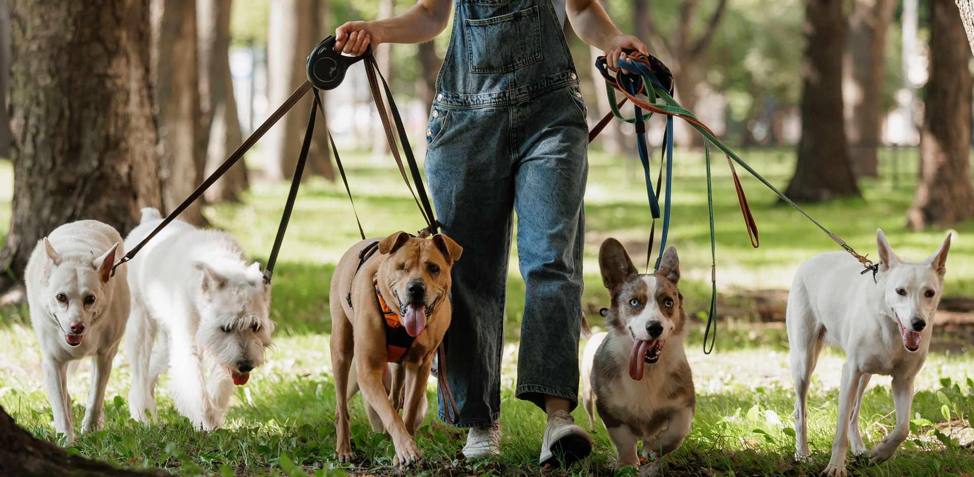 dog walker with dogs